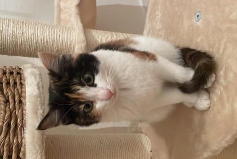 Vermisstmeldung Katze rassenmischung Weiblich , 1 jahre Crans-Montana Schweiz