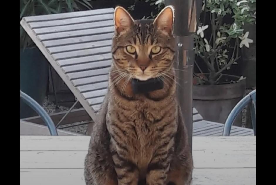 Vermisstmeldung Katze rassenmischung Männliche , 3 jahre Lanton Frankreich