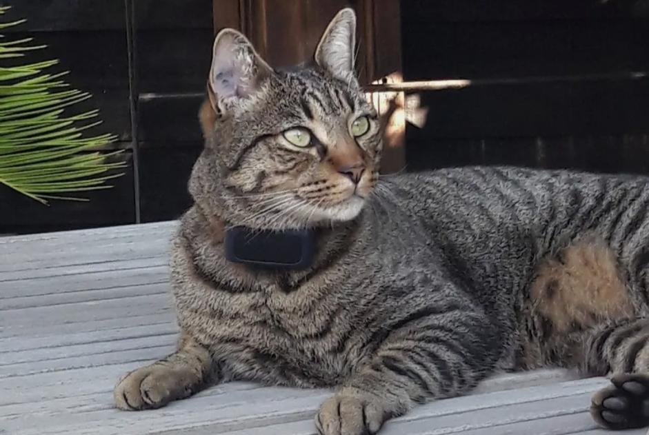 Vermisstmeldung Katze rassenmischung Männliche , 3 jahre Lanton Frankreich