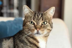 Vermisstmeldung Katze Männliche , 5 jahre Saint-Herblain Frankreich