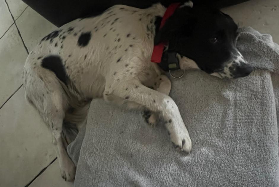 Fundmeldung Hund  Weiblich Liposthey Frankreich