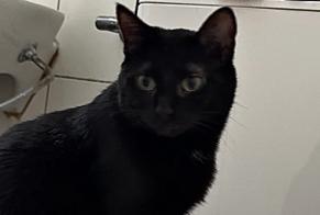 Vermisstmeldung Katze Weiblich , 10 jahre Wünnewil-Flamatt Schweiz