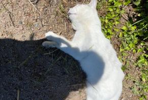 Fundmeldung Katze Unbekannt Lezoux Frankreich