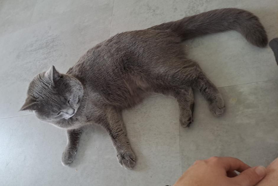 Katze Vermisst in Val-de-Ruz (Neuchâtel, Schweiz)  - Verlust Pet Alert Meldung Nr. 352168