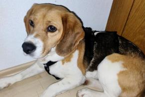 Vermisstmeldung Hund  Weiblich , 4 jahre Maria Elend Österreich