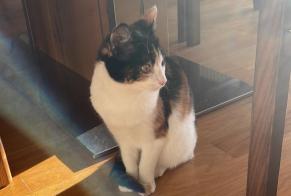 Disappearance alert Cat miscegenation Female , 1 years Crans-Montana Switzerland