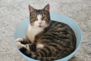Disappearance alert Cat Male , 1 years Neuchâtel Switzerland