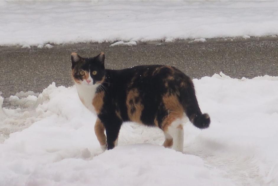 Disappearance alert Cat Female , 9 years Courchavon Switzerland