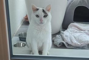Discovery alert Cat  Female Cortaillod Switzerland