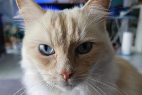 Disappearance alert Cat miscegenation Male , 8 years Cortaillod Switzerland