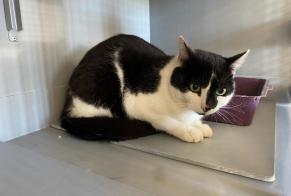 Discovery alert Cat  Female , 2 years Achères France