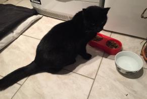 Disappearance alert Cat Male , 15 years Marcy France