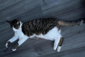 Disappearance alert Cat  Male , 1 years Echandens Switzerland