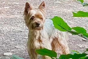 Discovery alert Dog  Male Gujan-Mestras France