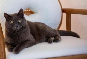 Disappearance alert Cat Male , 13 years Morges Switzerland