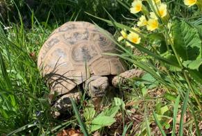 Disappearance alert Tortoise Female , 2025 years Chernex Switzerland