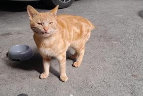 Discovery alert Cat miscegenation Male Martigny Switzerland