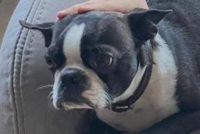 Disappearance alert Dog  Male , 6 years Saint-Aubin-du-Cormier France