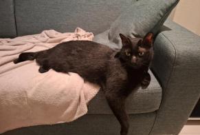 Disappearance alert Cat miscegenation Male , 8 years Crissier Switzerland