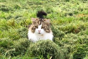 Disappearance alert Cat Female , 3 years Châteauneuf-sur-Loire France