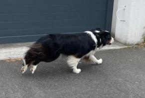 Discovery alert Dog  Unknown Talence France