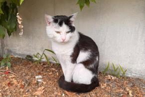 Discovery alert Cat Male Saint-Denis France