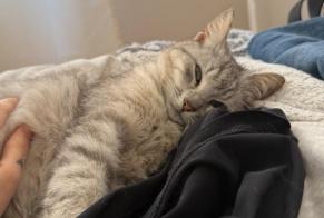 Discovery alert Cat  Female Amiens France