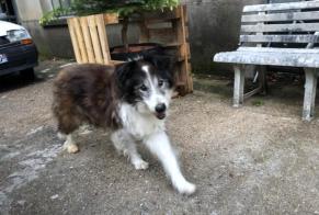 Discovery alert Dog  Unknown Boissezon France
