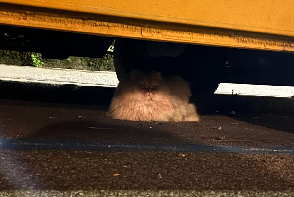 Cat Found in Zürich (Zürich, Switzerland)  - discovery  Pet Alert  alert #358968