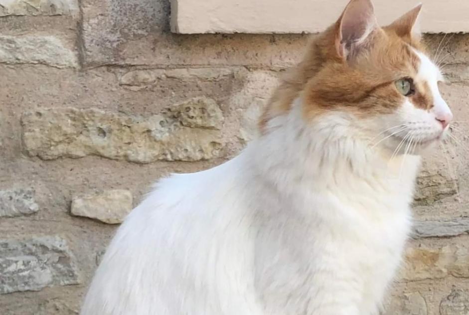 Alerta de Desaparición Gato cruce Macho , 6 años Chaville Francia