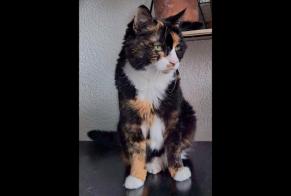 Alerta de Desaparición Gato Hembra , 10 años Neuchâtel Suiza