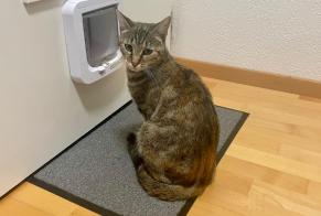 Alerta de Desaparición Gato Hembra , 2 años Milvignes Suiza