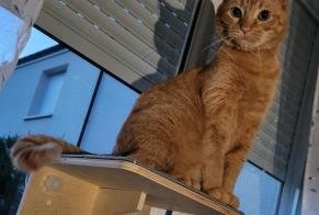 Alerta de Desaparición Gato  Macho , 5 años Porcelette Francia
