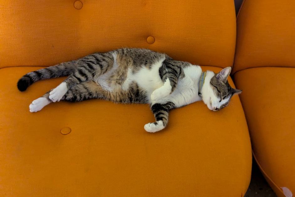 Alerta de Desaparición Gato cruce Hembra , 1 años Bordeaux Francia
