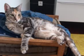 Alerta de Desaparición Gato cruce Hembra , 2 años La Seyne-sur-Mer Francia