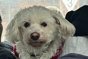 Alerta de Desaparición Perro  Hembra , 13 años Paris Francia