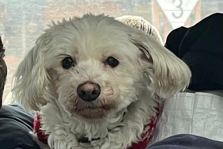 Alerta de Desaparición Perro  Hembra , 13 años Paris Francia