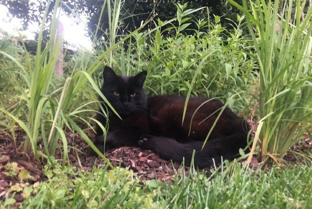 Alerta de Desaparición Gato Macho , 15 años Saint-Louis Francia