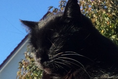 Alerta de Desaparición Gato Macho , 15 años Saint-Louis Francia