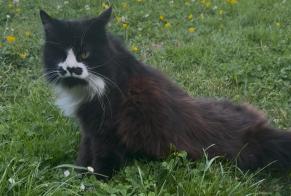 Alerta de Hallazgo Gato Hembra Noyen-sur-Sarthe Francia