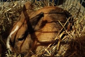 Alerte Découverte Lapin Inconnu Blanquefort France