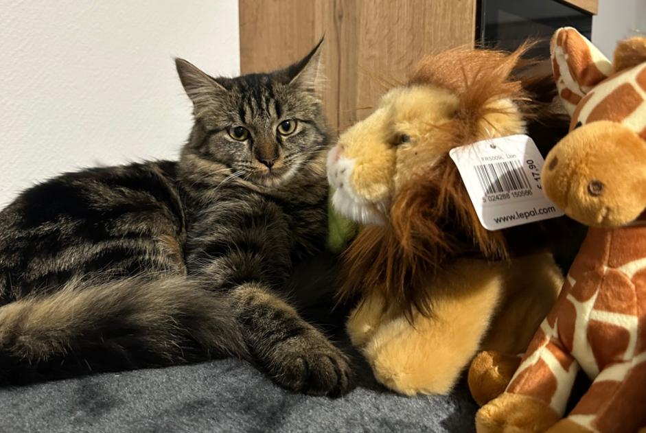 Alerte Disparition Chat croisement Femelle , 1 ans Bourgoin-Jallieu France