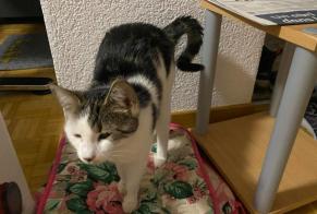 Alerte Disparition Chat Femelle , 1 ans Courtelary Suisse
