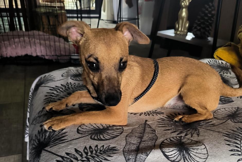 Alerte Découverte Chien croisement Mâle Fauverney France
