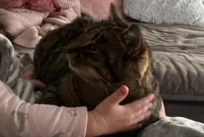 Alerte Disparition Chat  Femelle , 3 ans Valbirse Suisse