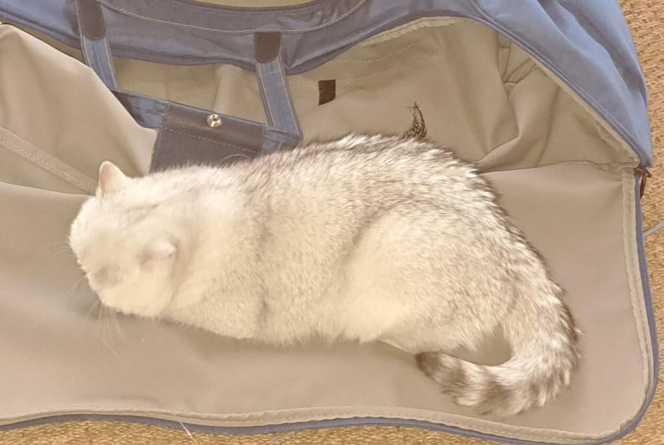 Alerte Disparition Chat  Femelle , 2 ans Courtepin Suisse