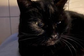 Alerte Disparition Chat Femelle , 8 ans Le Locle Suisse