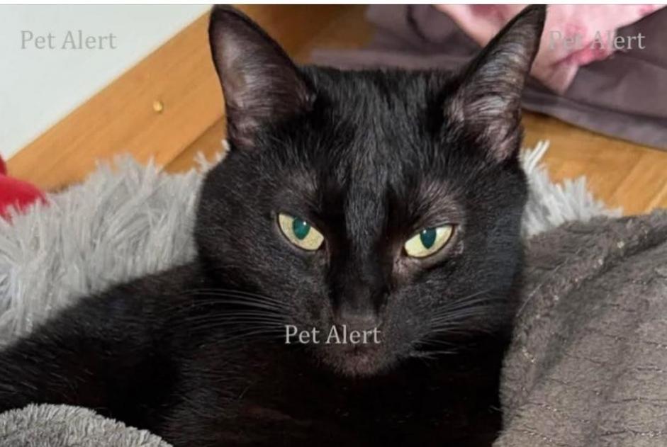 Alerte Disparition Chat Femelle , 10 ans Wünnewil-Flamatt Suisse