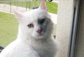 Alerte Découverte Chat Inconnu Val-de-Ruz Suisse