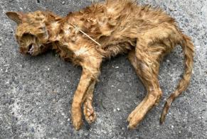 Alerte Découverte Chat Inconnu Delley-Portalban Suisse